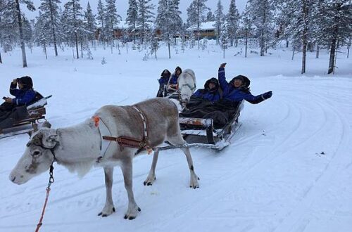 新進旅行社 芬蘭 極光之旅 狗拉雪橇